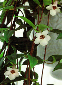 Codonanthe