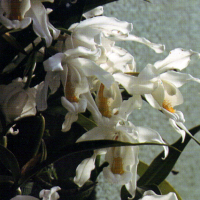 Coelogyne