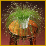 Frauenhaargras ist eine Sumpfpflanze mit hängendem Wuchs
