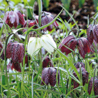 Fritillarien