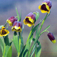 Fritillarien