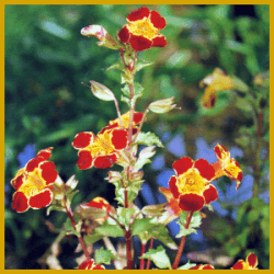 Gauklerblume, blüht von Juni bis in den Herbst