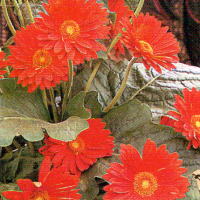 Gerbera