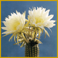 Haarcereus ist ein Säulenkaktus mit trompetenförmigen Blüten