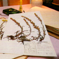 Herbarium