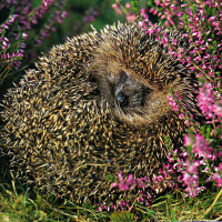 Igel