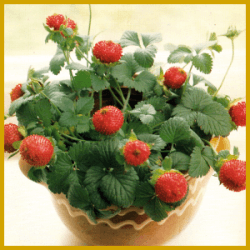 Indische Erdbeere, eine hübsche kleine Hängepflanze