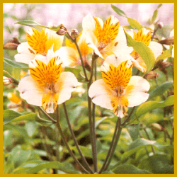 Inkalilie, eine Schnittblume mit wunderschönen Blüten