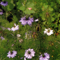 Jungfer im Grünen 