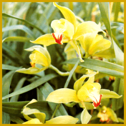 Kahnlippe Cymbidium gehört in jede Orchideensammlung