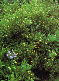 Kalkhaltiger Gartenboden