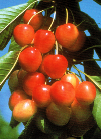 Knorpelkirschen