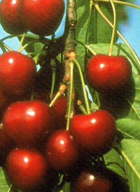 Knorpelkirschen