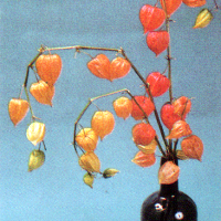 Lampionblume