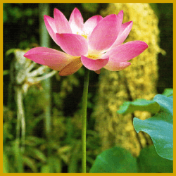 Lotosblume, eine mehrjährige Wasserpflanze