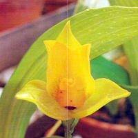 Lycaste