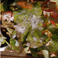 Mehltau Erysiphaceae 