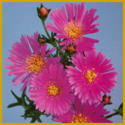 Mittagsblume, eine Sukkulente mit prächtigen Blüten
