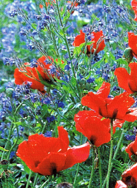 Türkischer Mohn