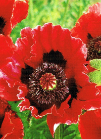 Türkischer Mohn