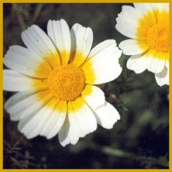 Mutterkraut, gehört zu den einjährigen Sommerchrysanthemen