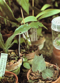 Vermehrung von Orchideen