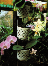 Orchideenzucht