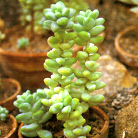 Pachyveria 