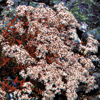 Sedum-Arten