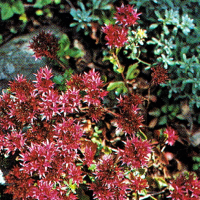 Sedum-Arten