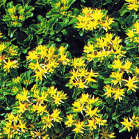 Sedum-Arten