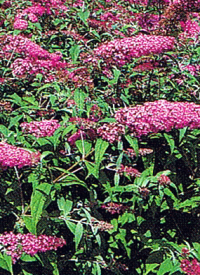 Sichtschutzhecken 