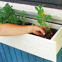 Bunter sommerlicher Blumenkasten in Regenbogenfarben 