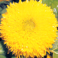 Sonnenblume