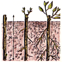 Steckholz-Vermehrung