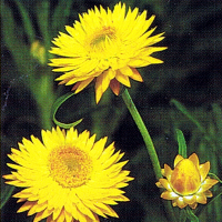 Strohblumen