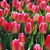 Triumphtulpen