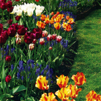 Triumphtulpen