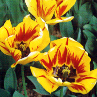 Triumphtulpen