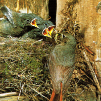 Vögel, Nützlinge im Garten